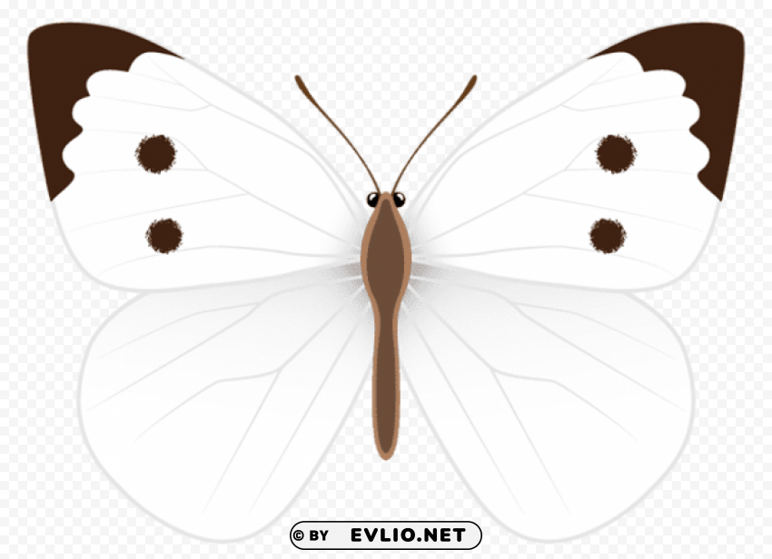 white butterfly Clear PNG graphics free clipart png photo - bdfb220f