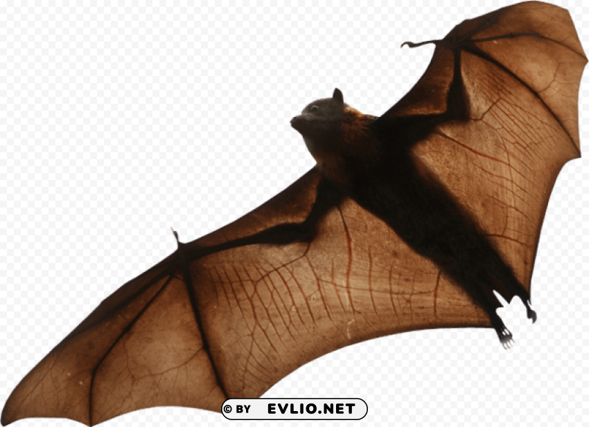 Night Bat - High-Quality Images - Image ID 37de04b6 Isolated Graphic Element in HighResolution PNG png images background - Image ID 37de04b6