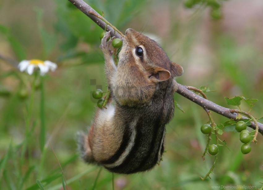 branch chipmunk climbing eating grass wallpaper PNG with clear overlay