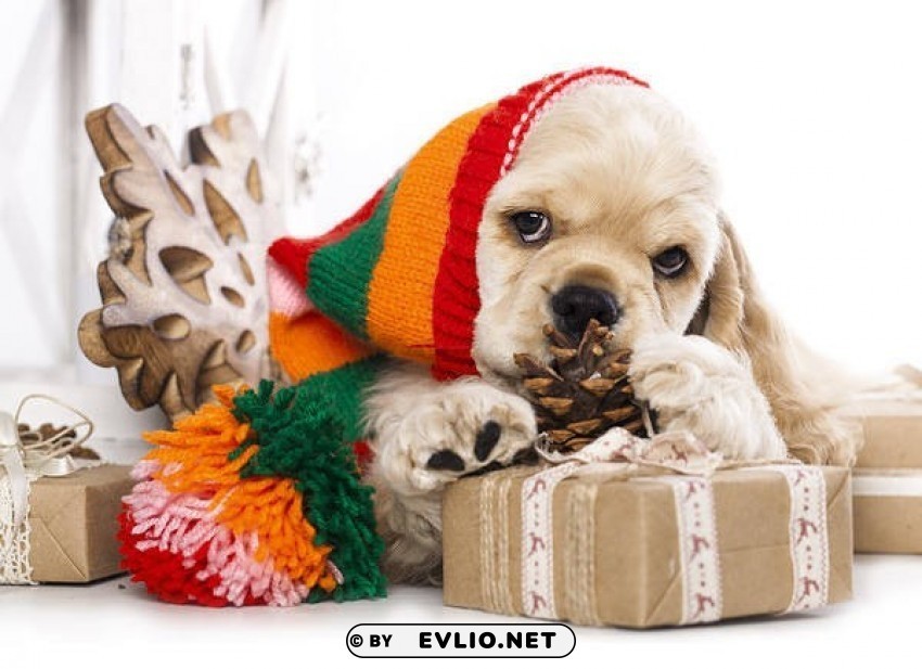 christmas puppy Free PNG download