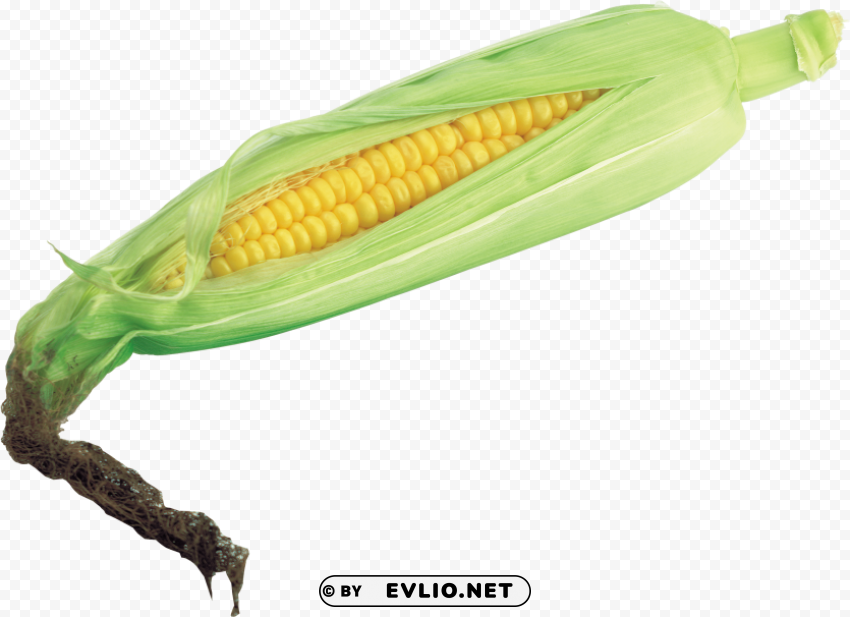 corn PNG images with alpha transparency layer