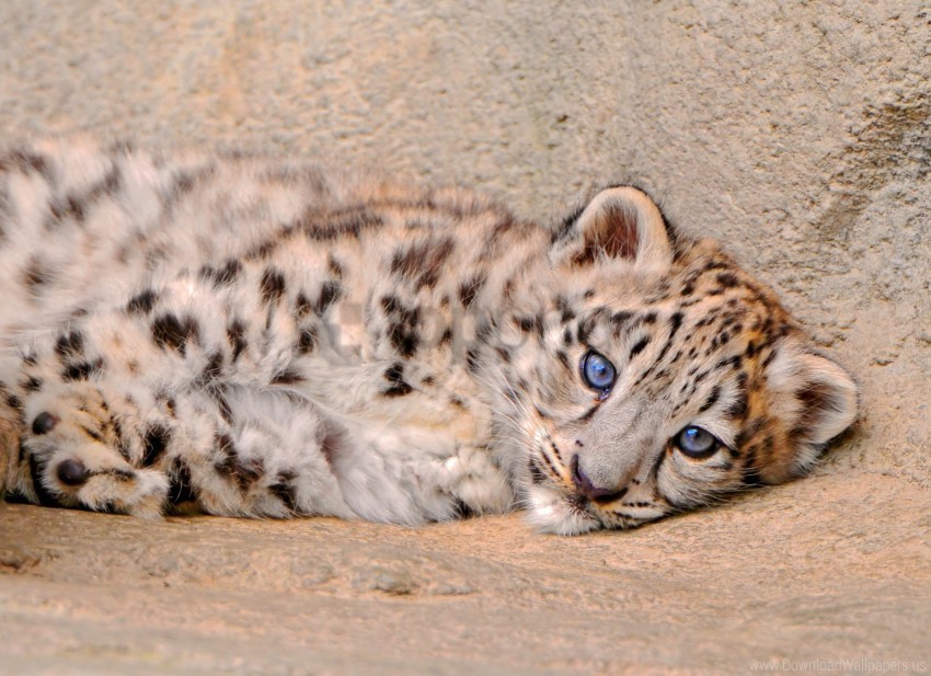 cub lie look sadness snow leopard wallpaper Isolated Subject with Clear Transparent PNG