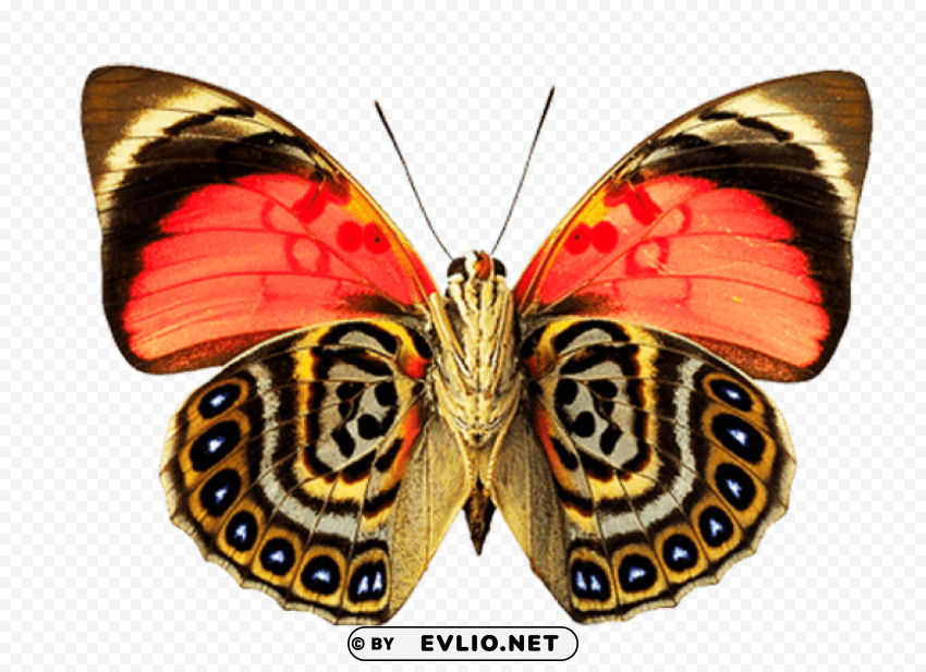 eyes wings butterfly Isolated Object with Transparent Background in PNG