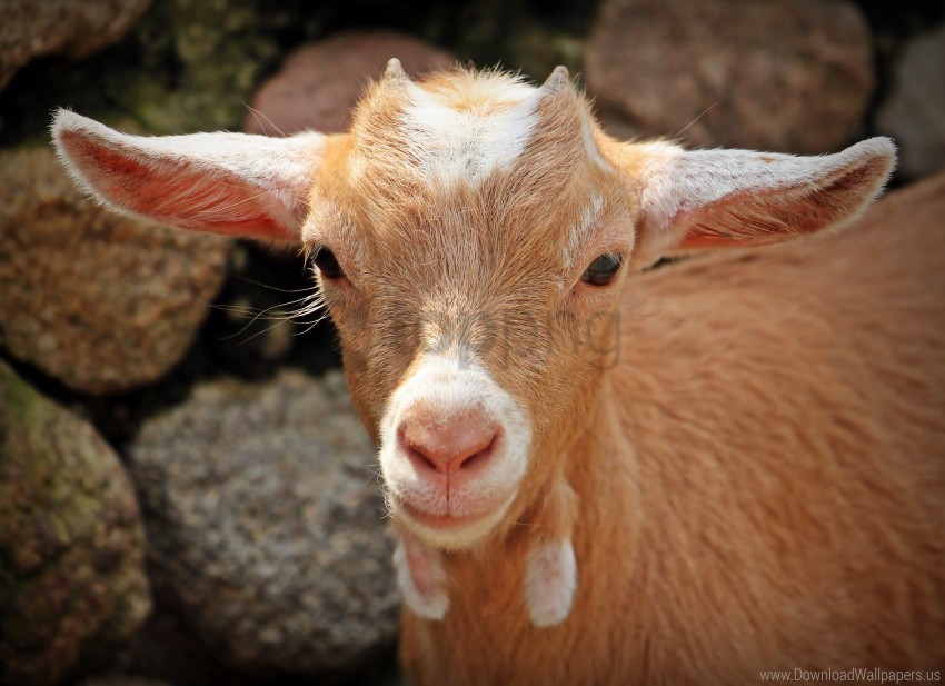 face goat young wallpaper PNG images with alpha transparency free