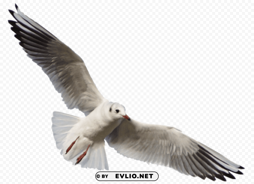 gull PNG with no background required png images background - Image ID ab3cfb36