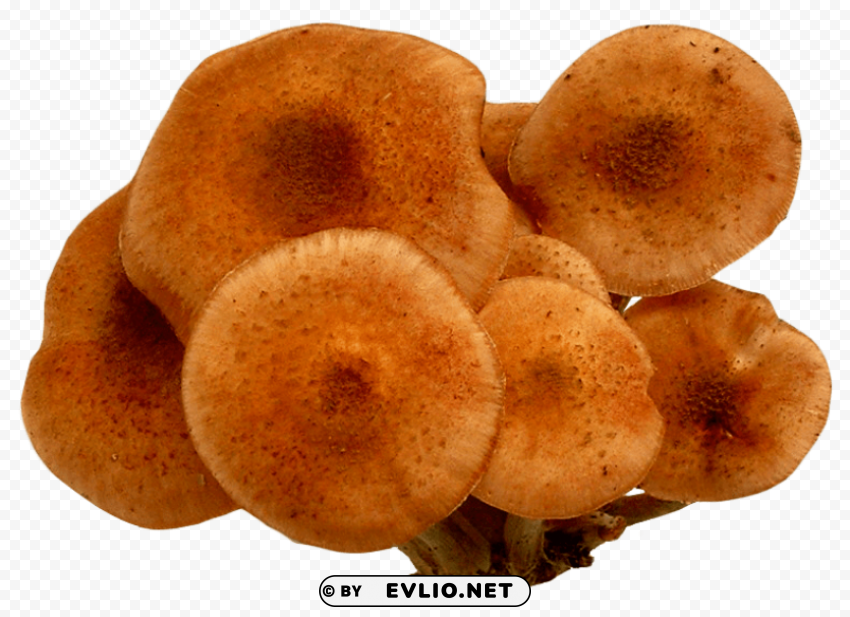mushrooms PNG images with alpha transparency free