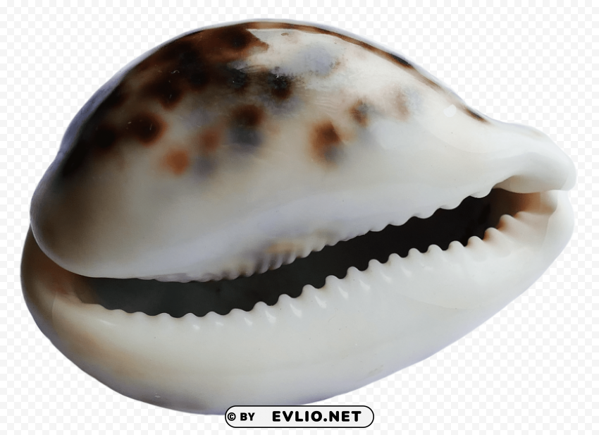 sea ocean shell PNG images with alpha transparency free