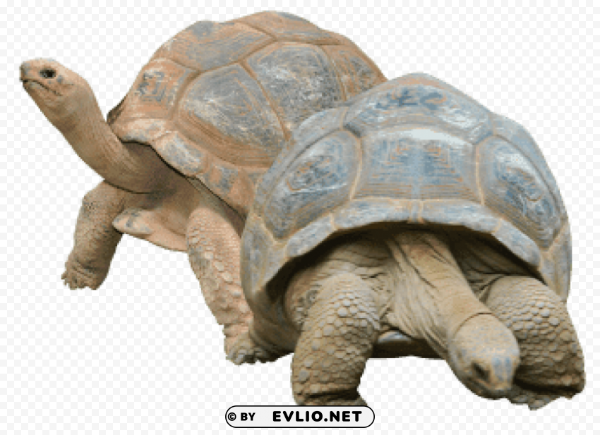 two tortoises Isolated Subject on Clear Background PNG