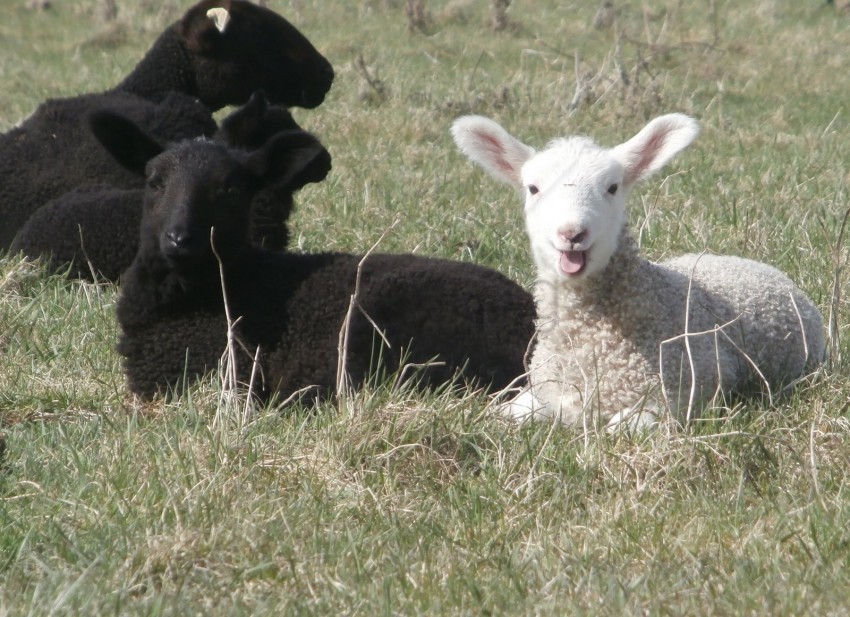 White Sheep Black Sheep Isolated Artwork In Transparent PNG