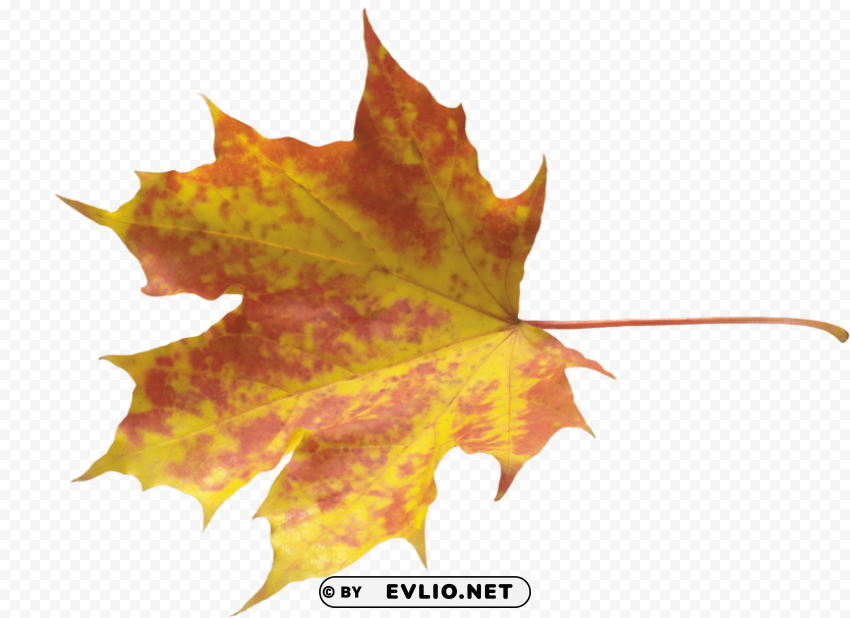 autumn leaves PNG transparent photos for design