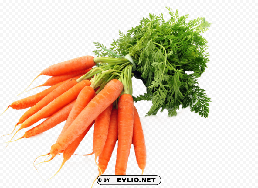 carrots PNG with alpha channel for download