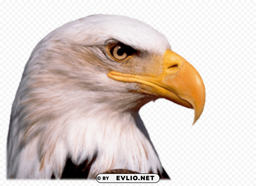 eagle PNG images for mockups