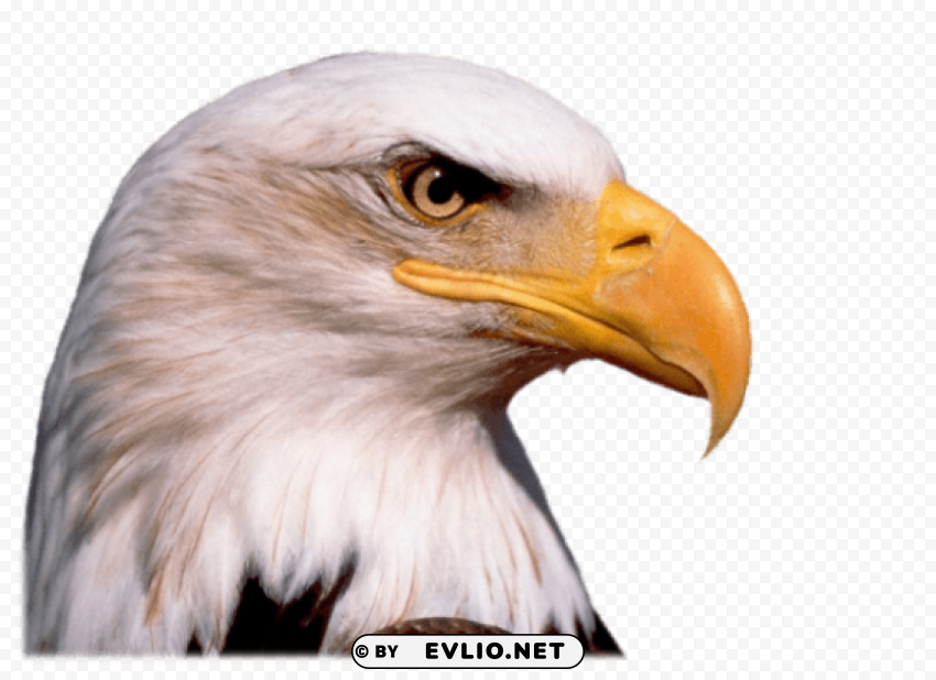 eagle PNG images for mockups png images background - Image ID a23e4036