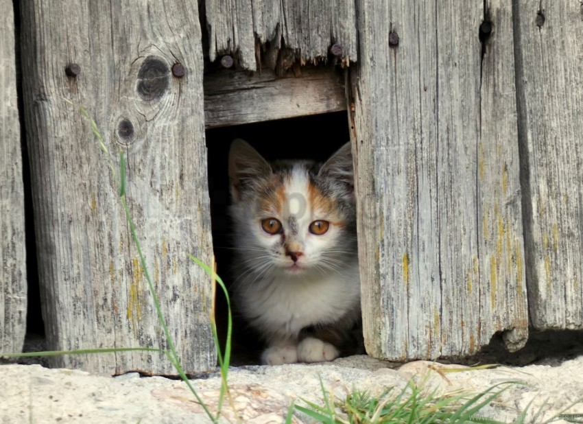 face fence kitten spotted wallpaper PNG Image with Transparent Background Isolation