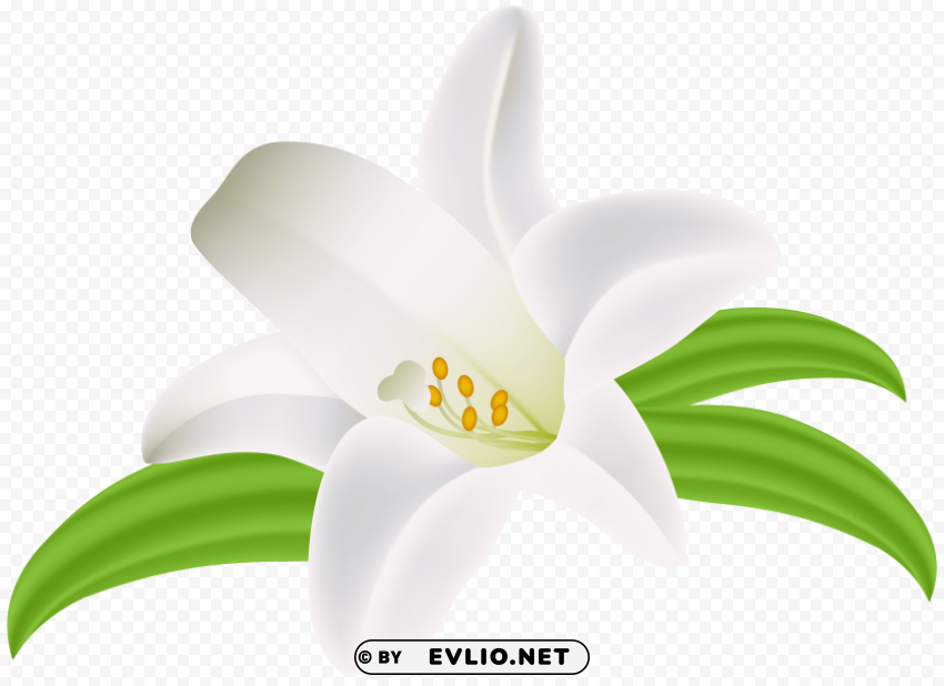 lilium flower PNG Image Isolated on Transparent Backdrop
