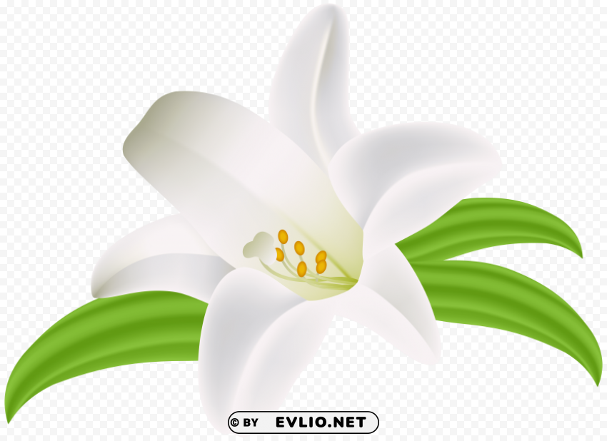 Lilium Flower PNG Image Isolated On Transparent Backdrop