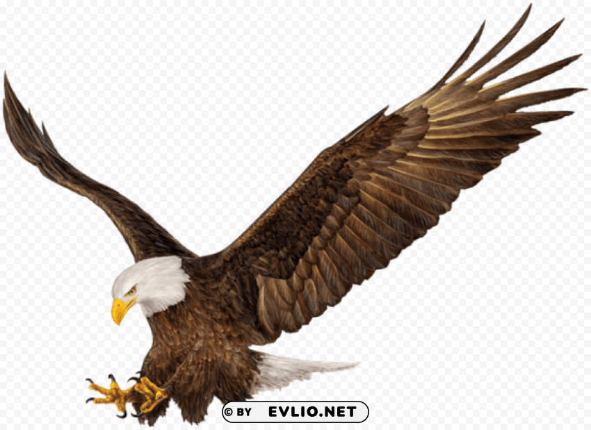 american eagle HighQuality Transparent PNG Isolated Graphic Element