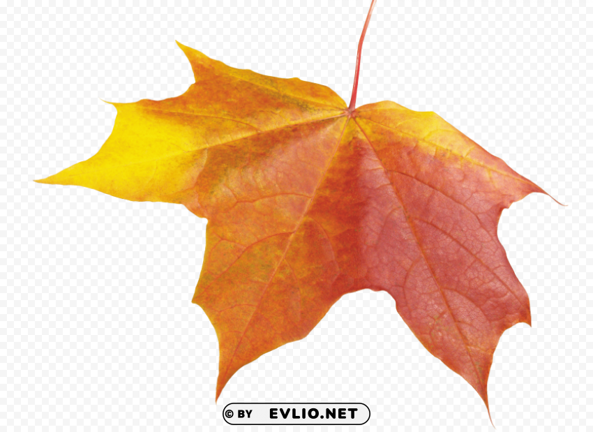 autumn leave Isolated Subject in Transparent PNG