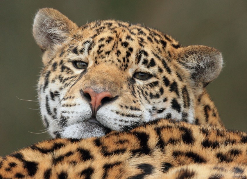 big cat jaguar muzzle predator wallpaper CleanCut Background Isolated PNG Graphic