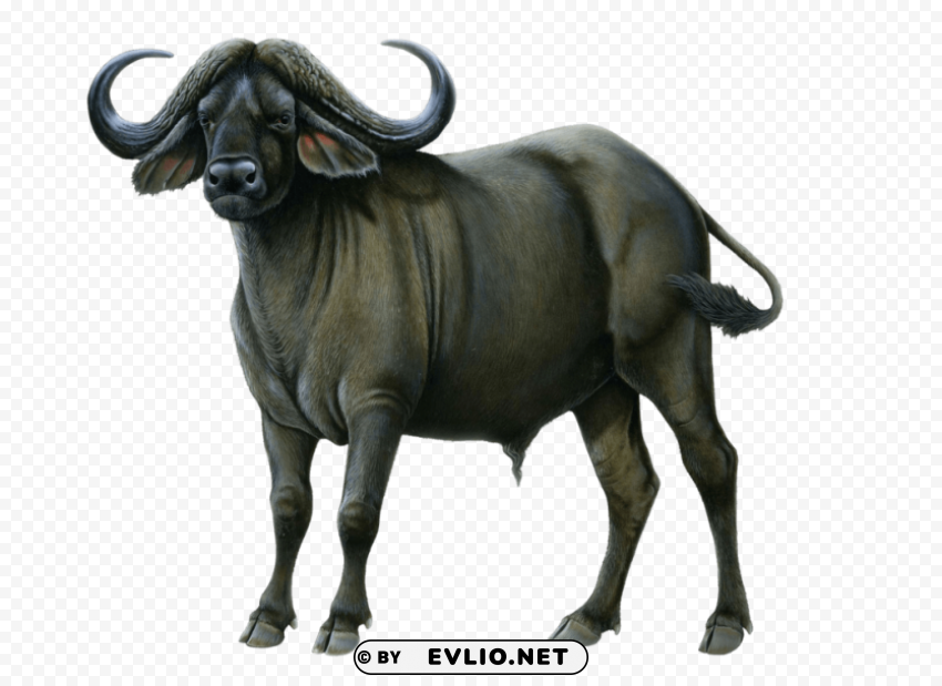 buffalo PNG images free
