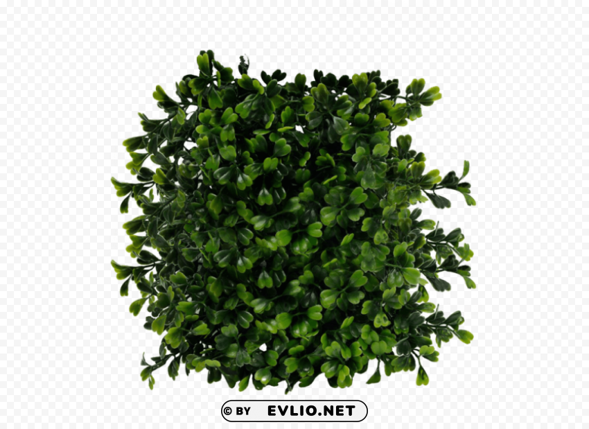bush Free download PNG images with alpha channel