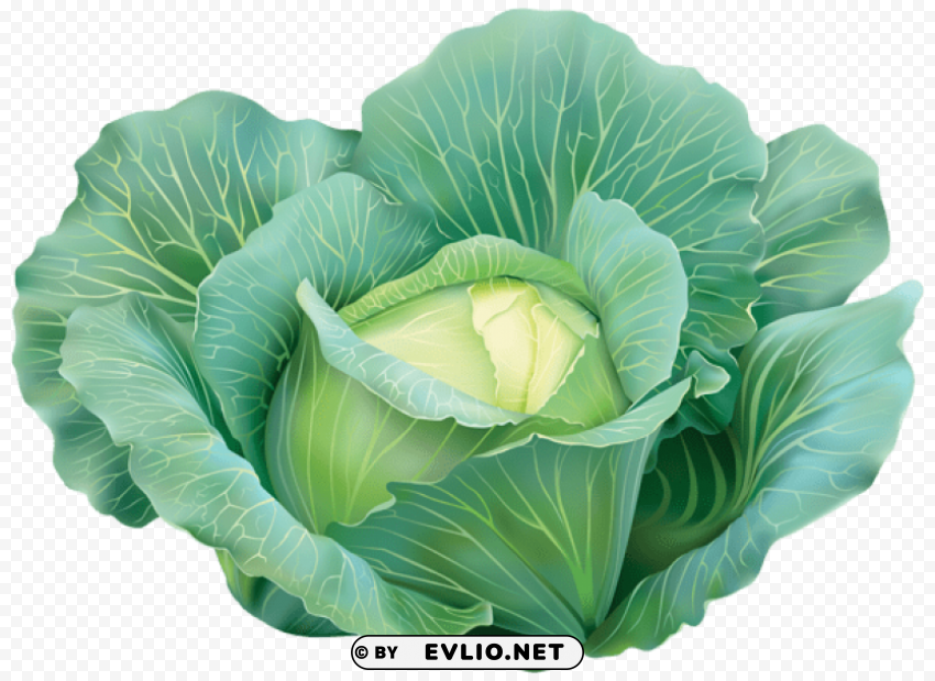 cabbage PNG transparent design bundle