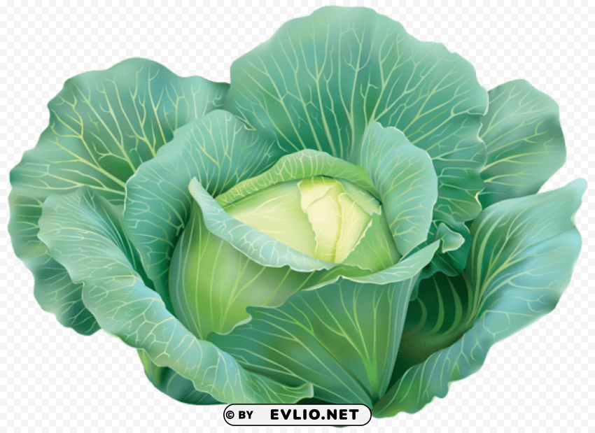 Cabbage PNG Transparent Design Bundle