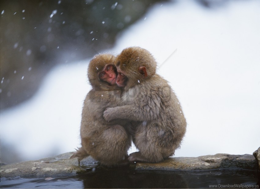 caring couple embrace monkeys snow wallpaper PNG images with alpha mask
