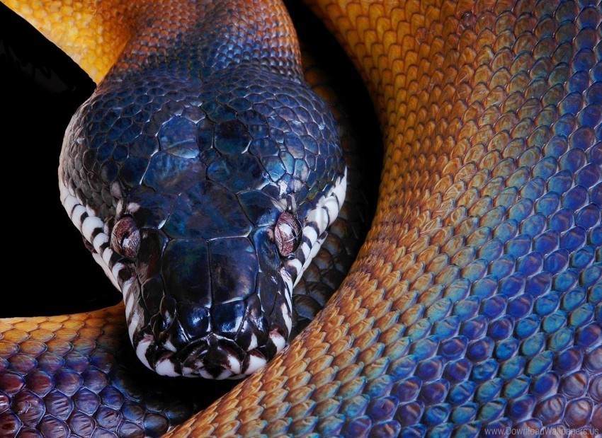 color head python snake wallpaper PNG images with high transparency