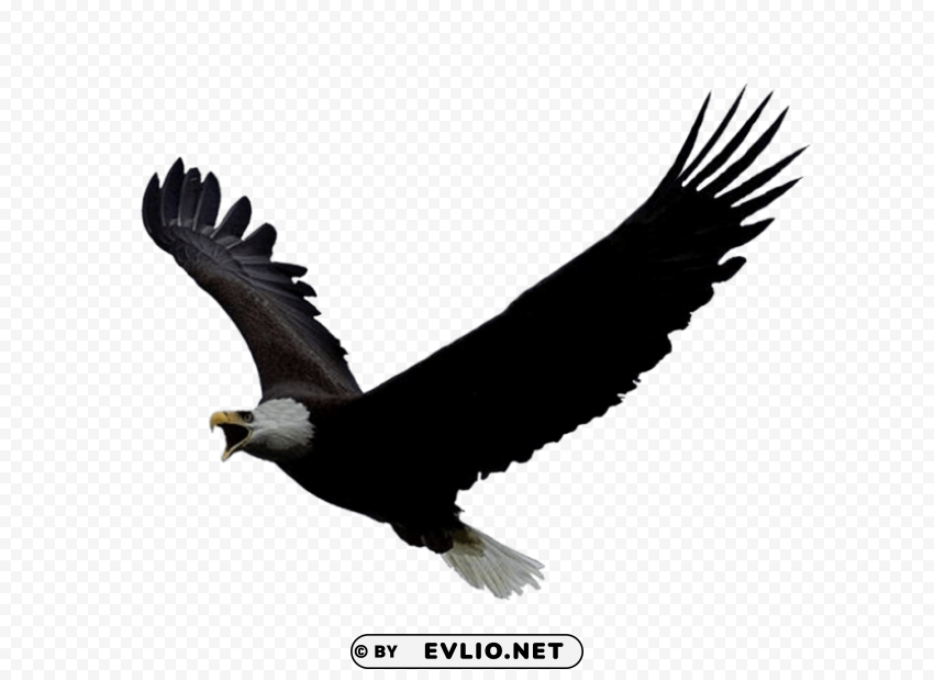 eagle PNG images for merchandise png images background - Image ID 79d55f62