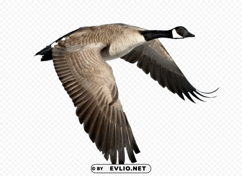 goose HighQuality Transparent PNG Isolated Graphic Design