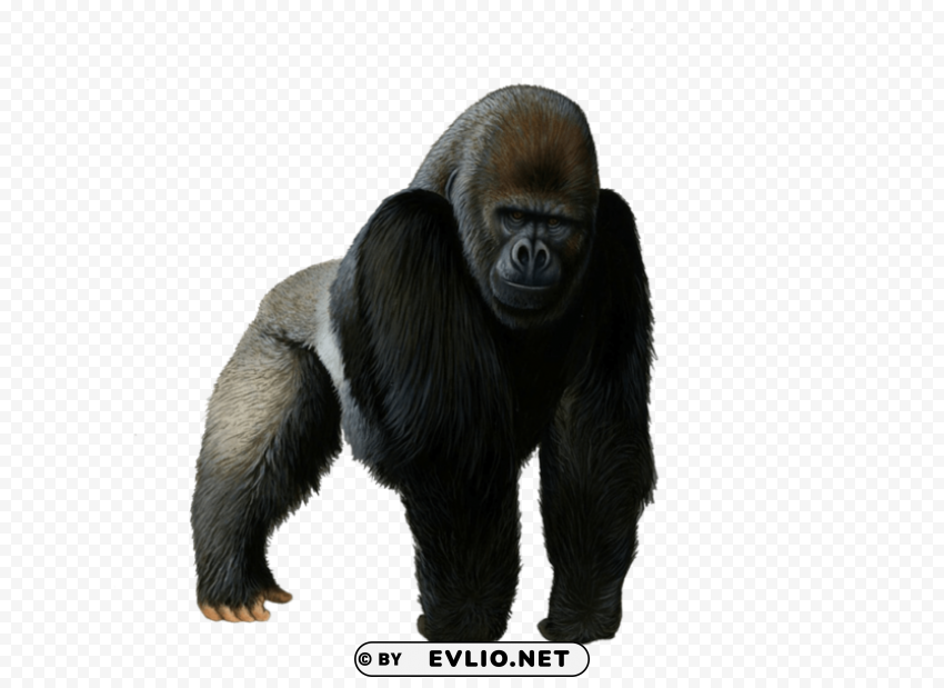gorilla Isolated Design Element in PNG Format png images background - Image ID 35d28b0a