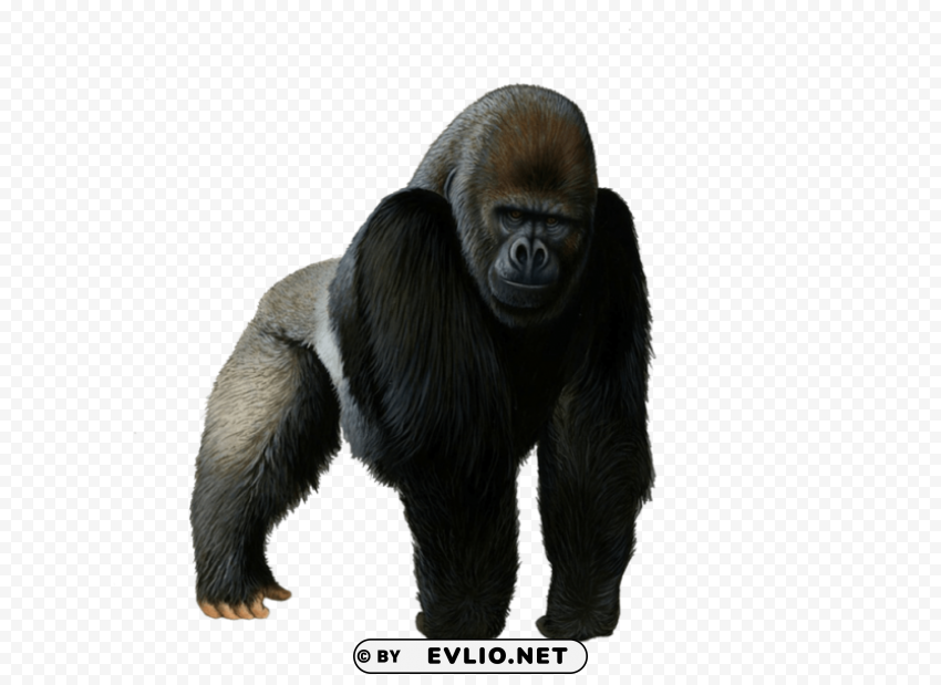 Gorilla Isolated Design Element In PNG Format