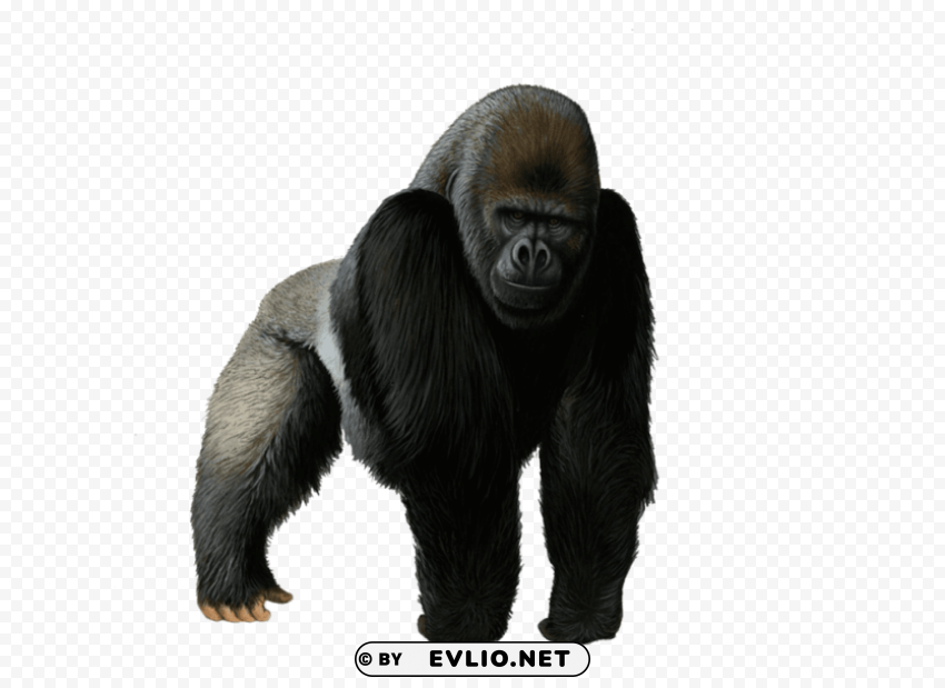 gorilla free pictures High-quality transparent PNG images comprehensive set