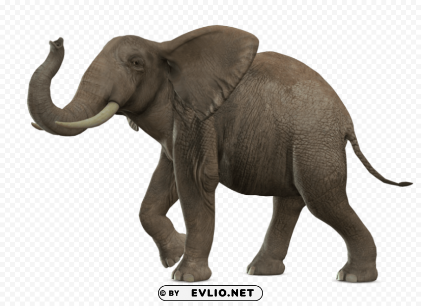 gray elephant standing Isolated Element with Transparent PNG Background png images background - Image ID 62fd8654