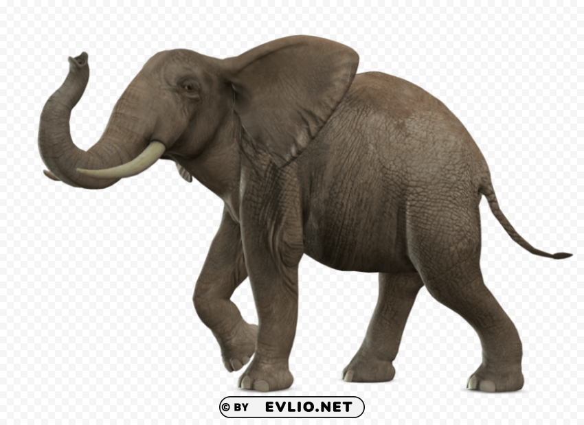 gray elephant standing Transparent PNG images for digital art