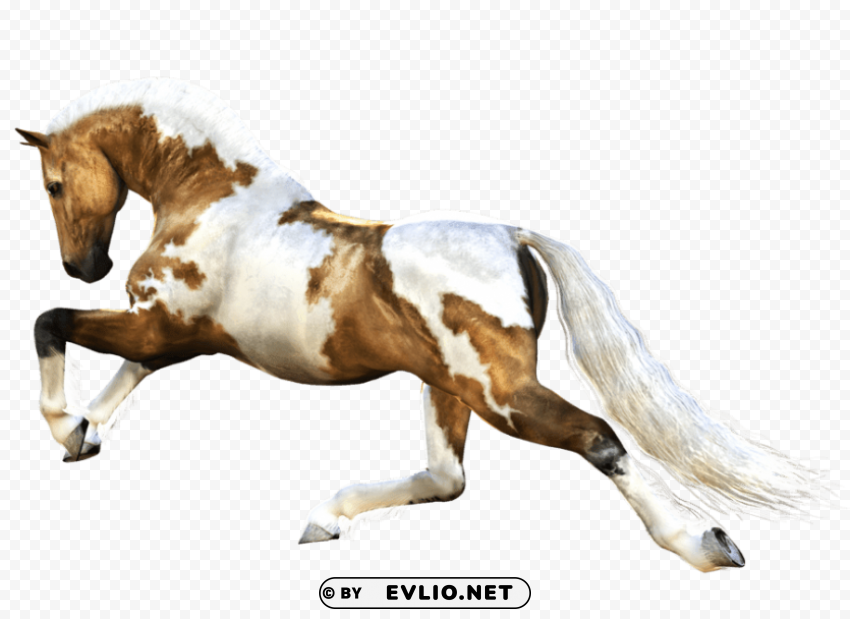 horse running PNG graphics with transparency