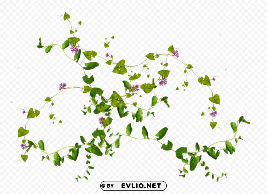 leaves download Transparent Background PNG Isolated Design