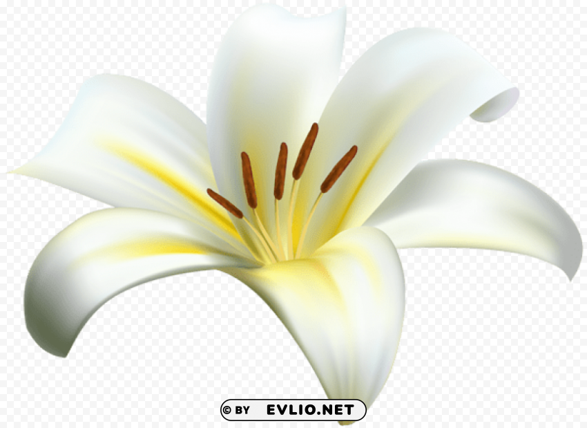 lilium flower decorative Transparent Cutout PNG Isolated Element