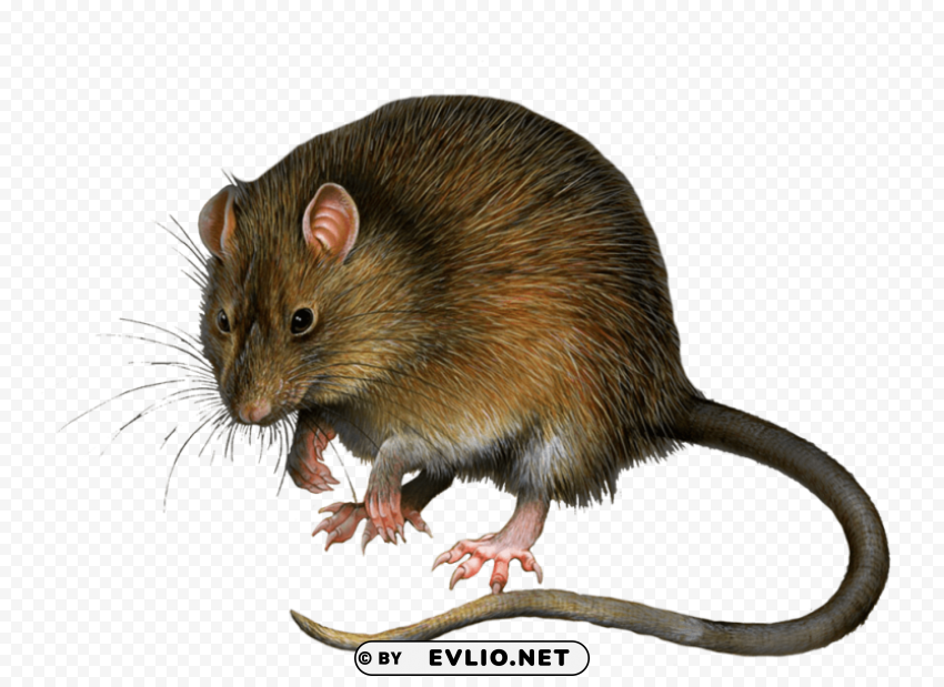 mouse free Clear Background PNG Isolated Item