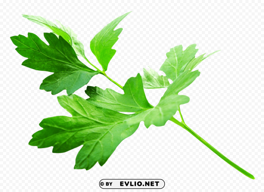 parsley leaves Isolated Icon with Clear Background PNG