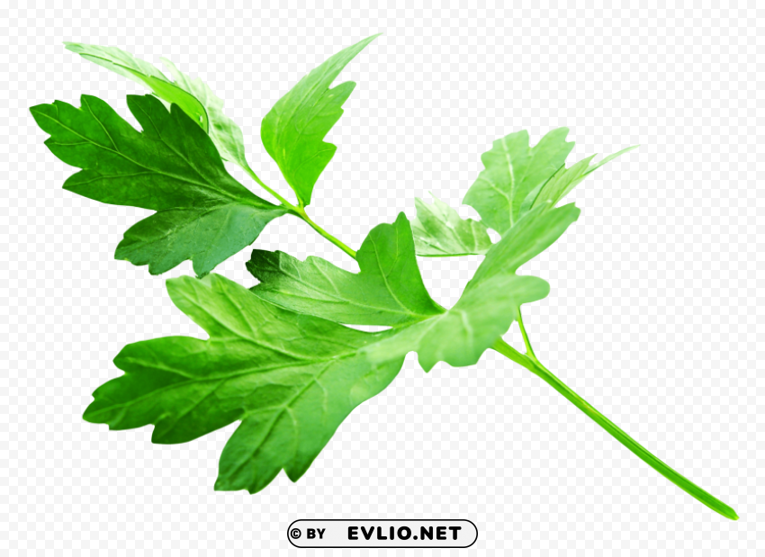 parsley leaves PNG images free