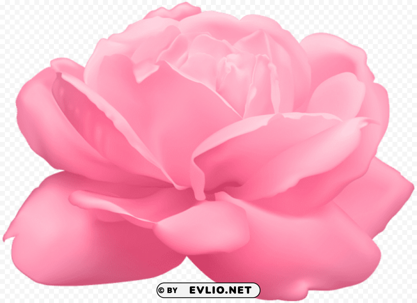 pink rose PNG pictures with alpha transparency