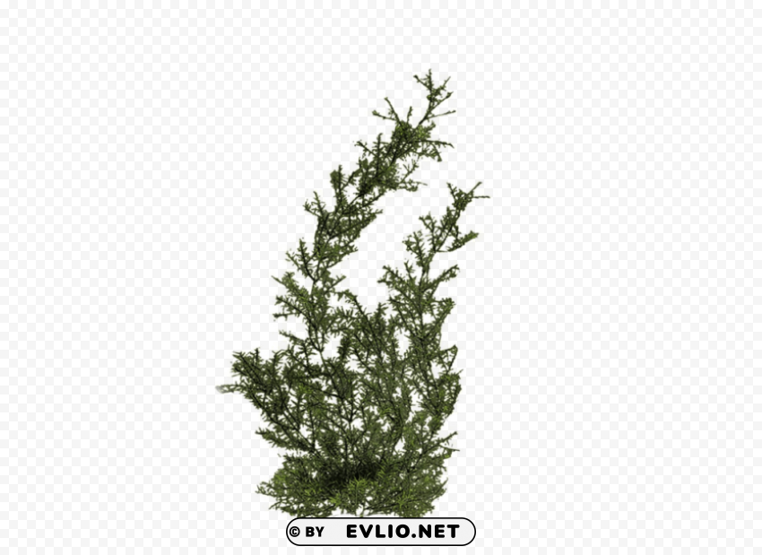 PNG image of plants PNG clipart with transparent background with a clear background - Image ID a6e13097