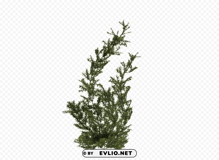 plants HighQuality Transparent PNG Isolated Art
