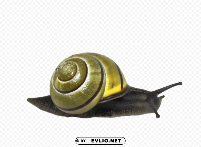 snail green PNG Image Isolated with High Clarity