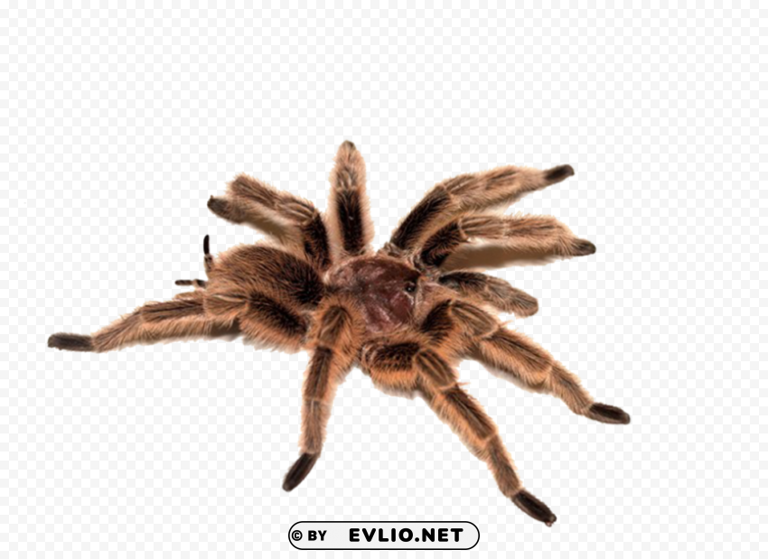 Spider PNG for personal use