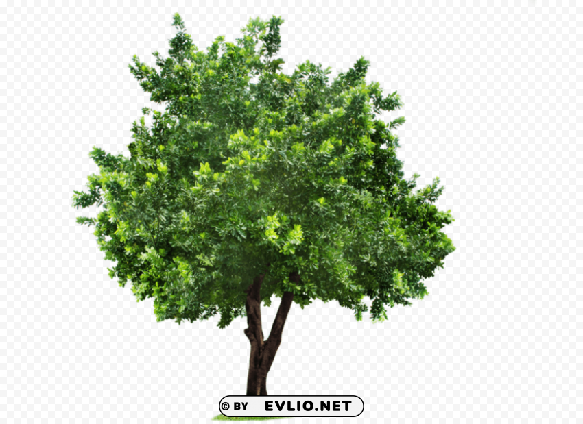 tree Transparent Background Isolated PNG Design Element