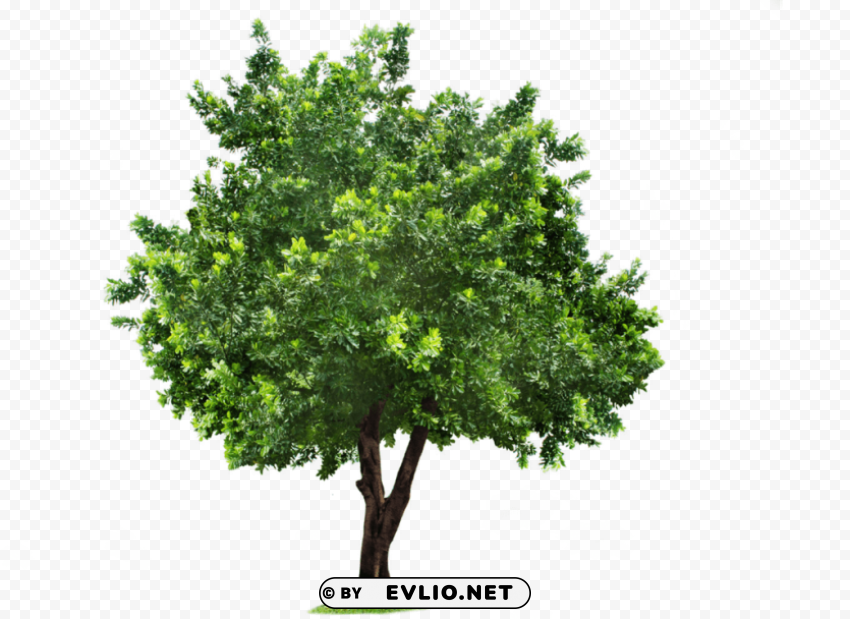 Tree Transparent Background Isolated PNG Design Element