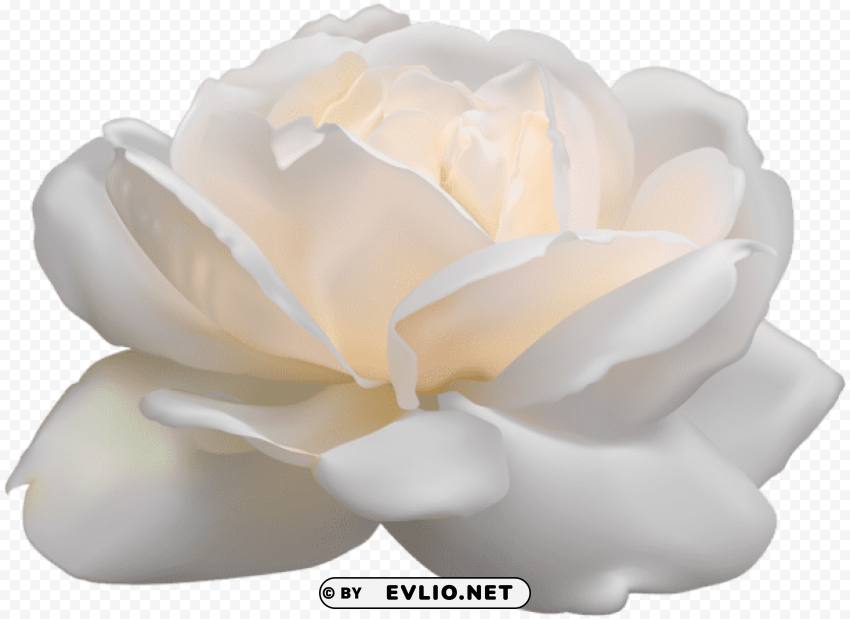 PNG image of white rose PNG images with alpha transparency selection with a clear background - Image ID d3b66593